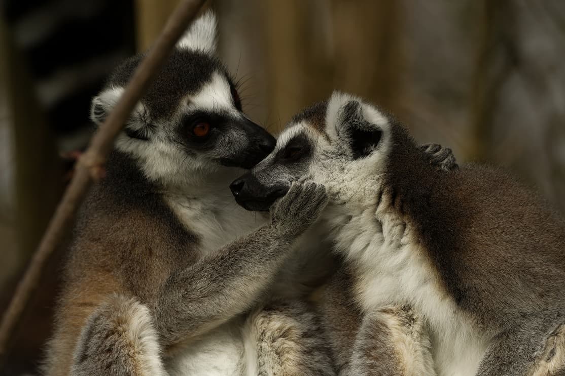 A pair of ring-tailed lemurs sitting side by side