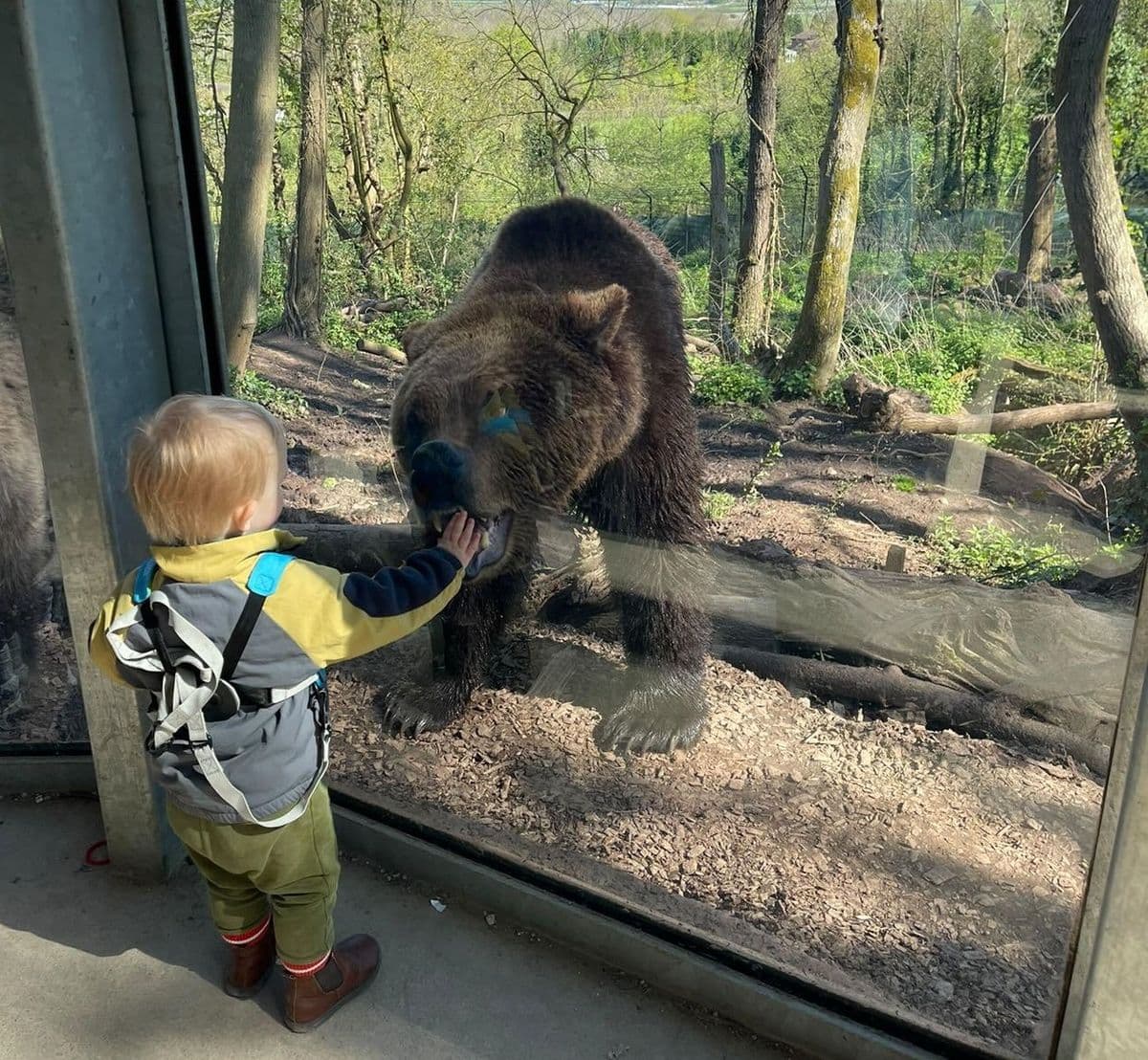 A toddler looking at a brown bear through a glass viewing den