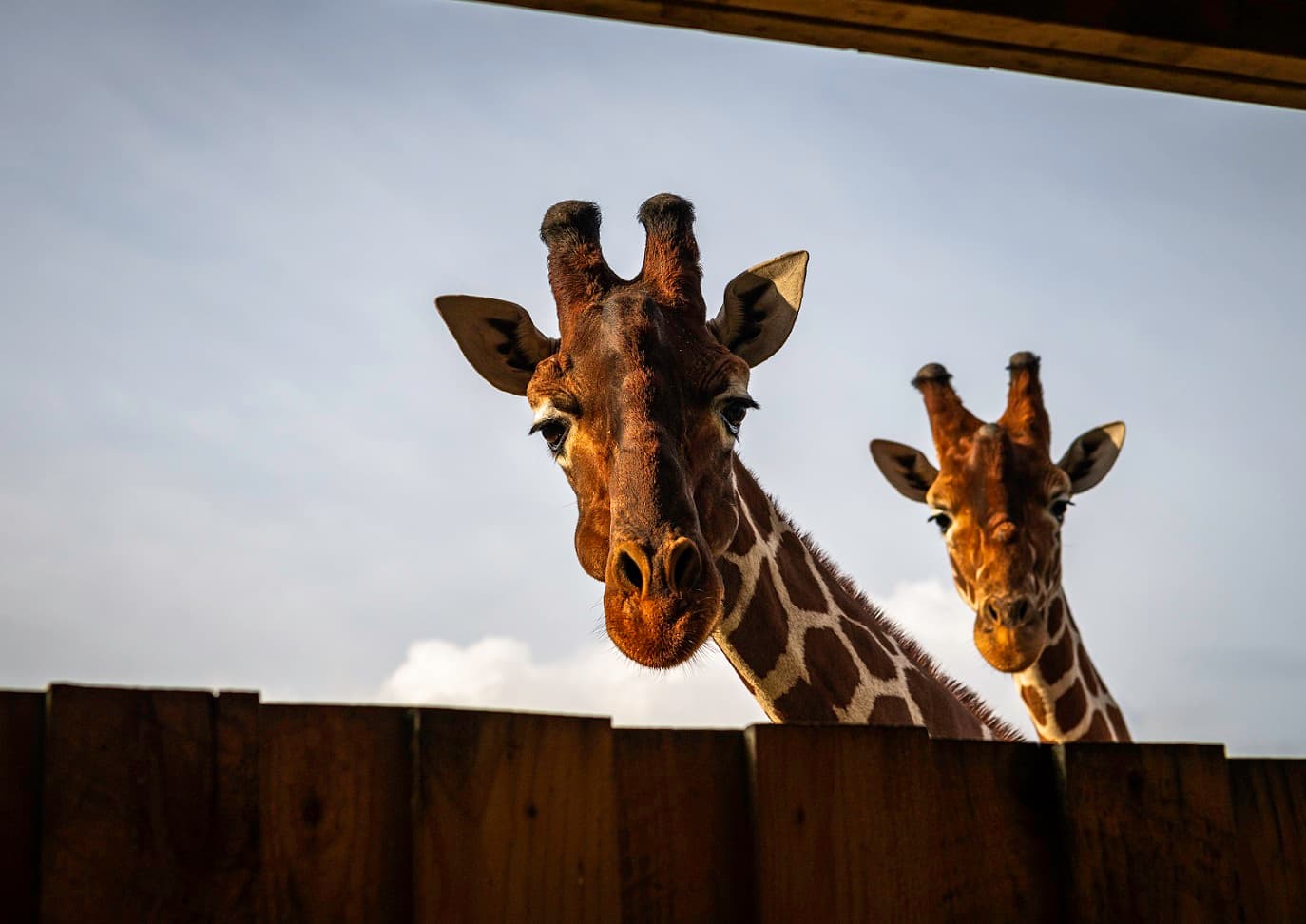 The heads of two giraffes peeping over a fence