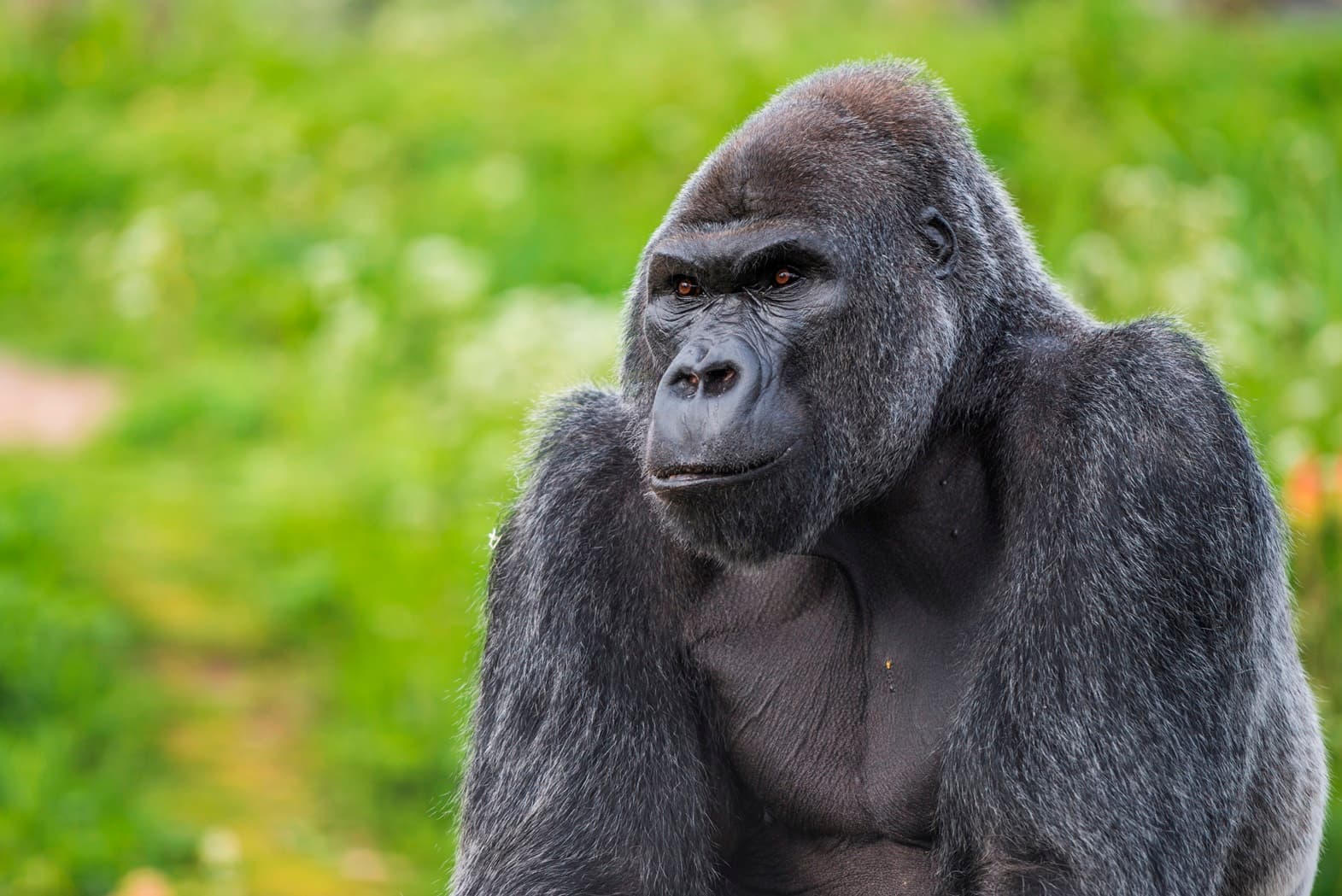 Silverback western lowland gorilla