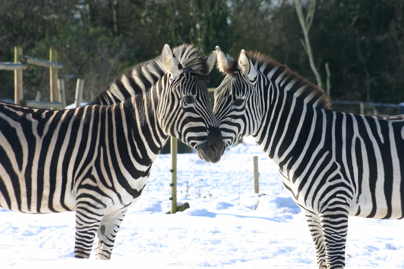 Two zebras stand nose to nose in a snowy paddock