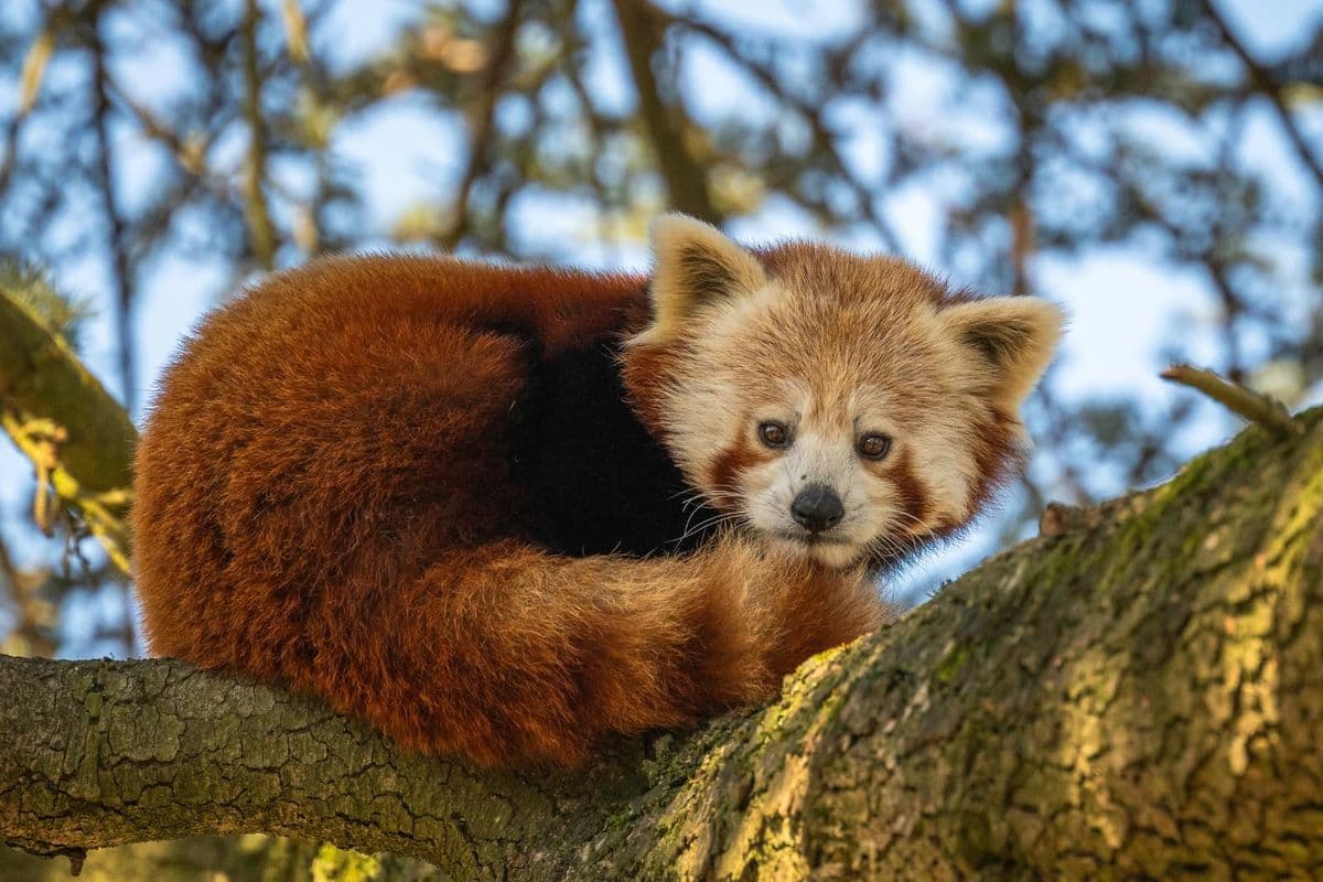 A red panda crouches on a tree branch looking directly at the camera
