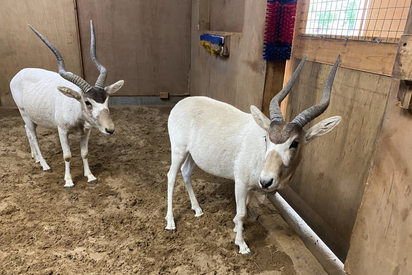 Two white addax with curved horns stand on sandy ground inside a wooden enclosure.