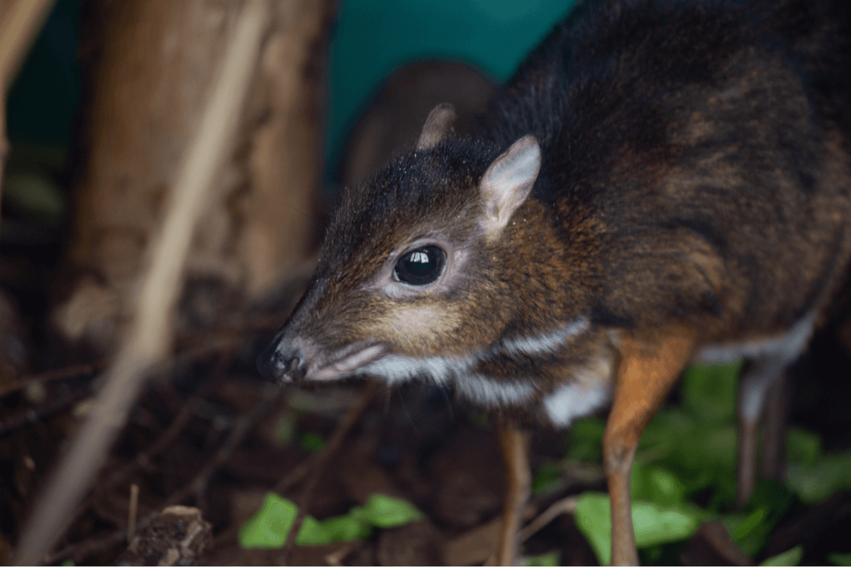 A Javan chevrotain (mouse deer) in a woodland habitat