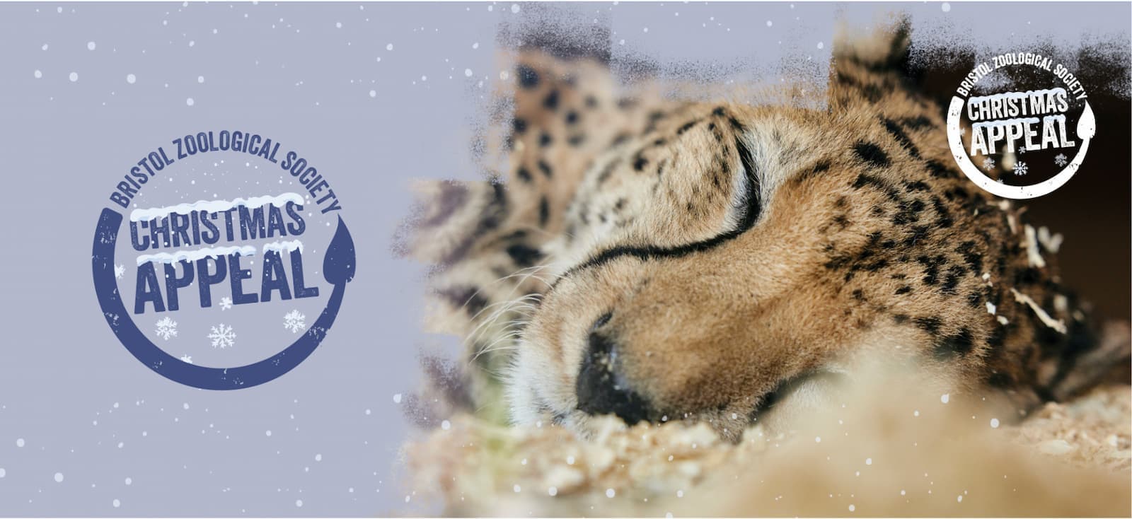 A sleeping cheetah next to the words 'Bristol Zoological Society Christmas appeal'