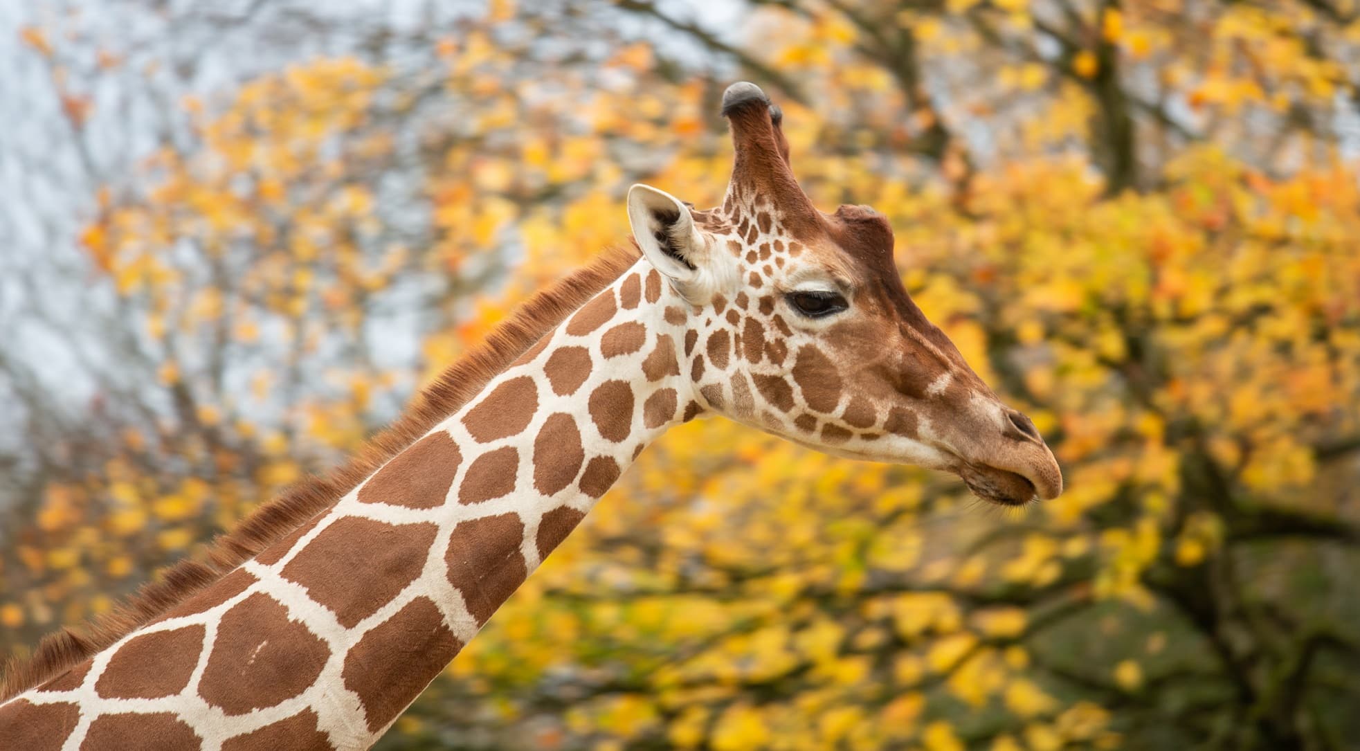 A close up of a giraffe's head against a backdrop of a yellow autumn tree