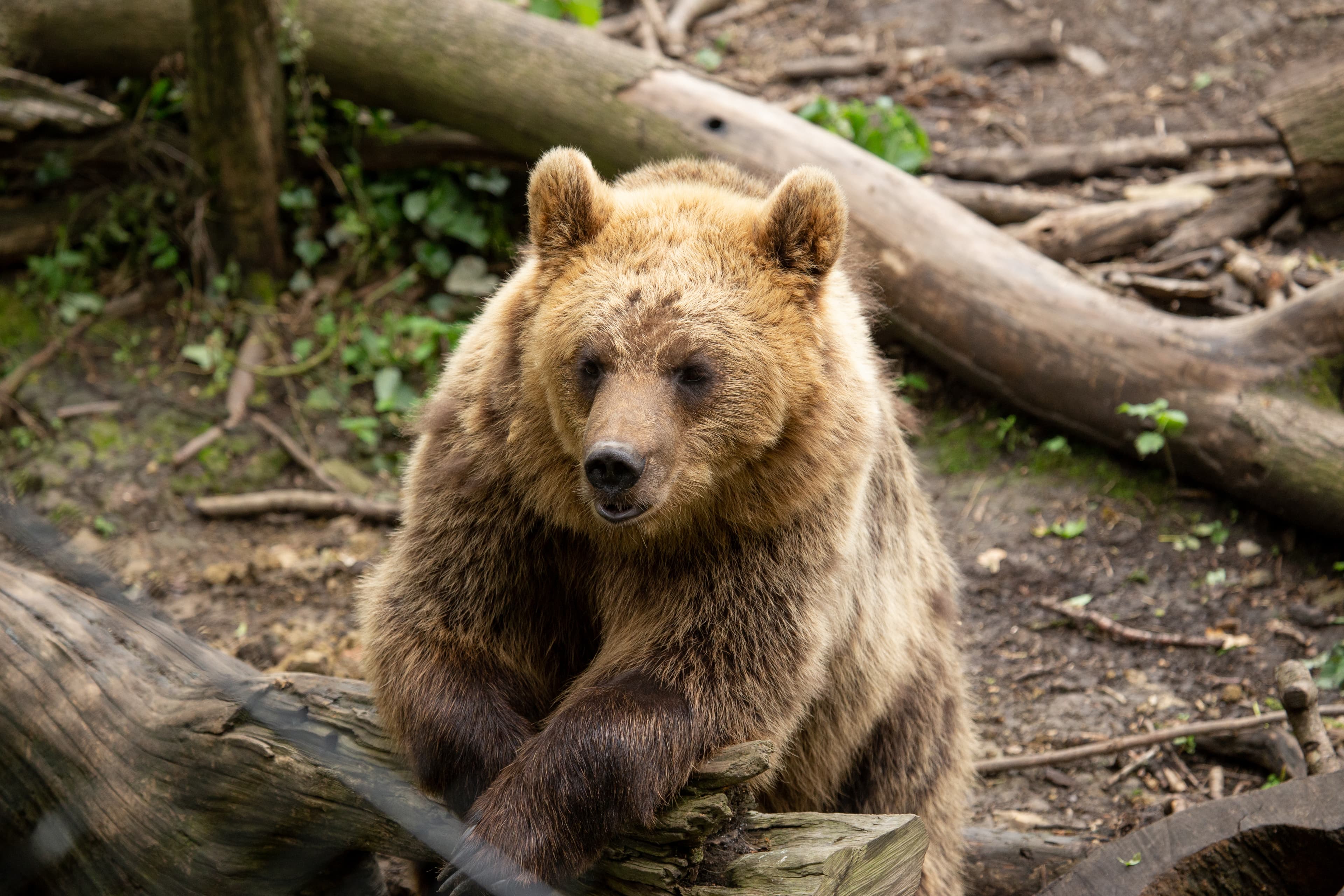 A brown bear in the woods looking straight at the camera.
