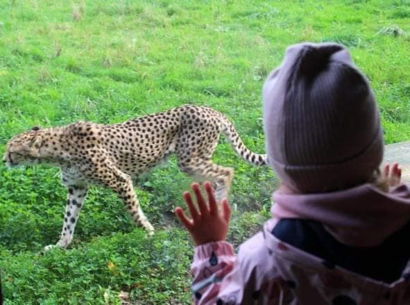 A young child looking at a cheetah through glass