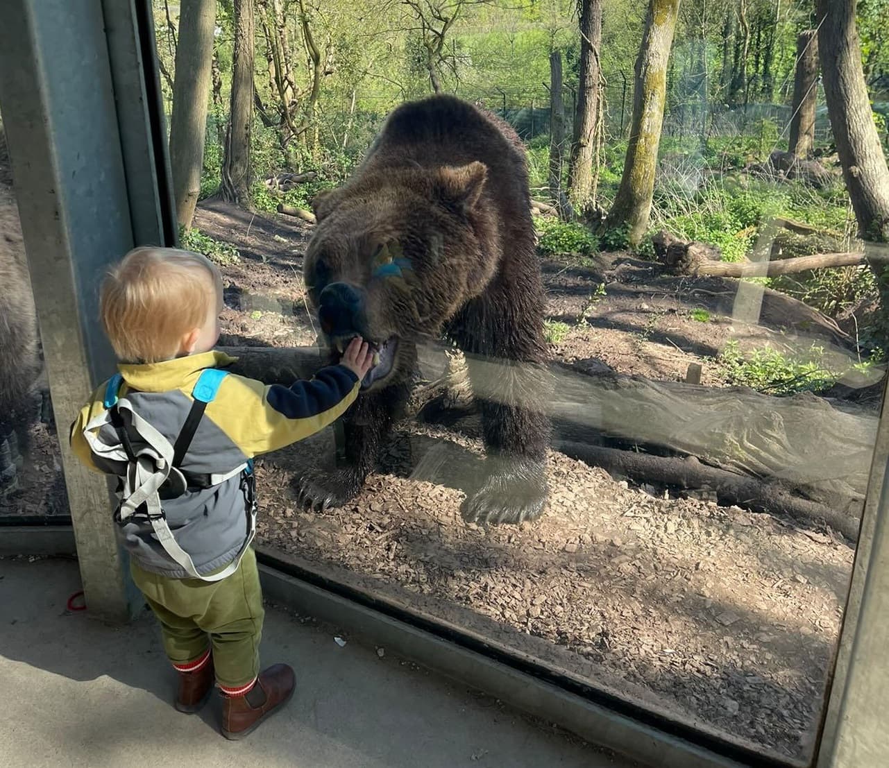 A young child looks at a brown bear through glass