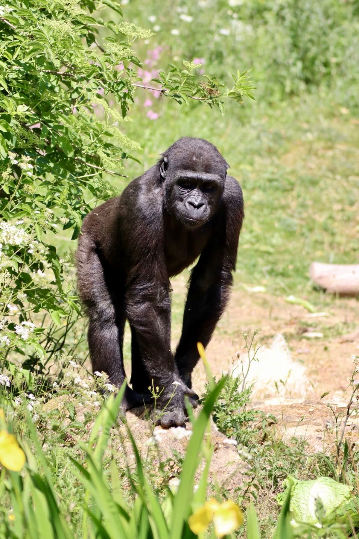 A young gorilla standing on his fists in the sunshine surrounded by greenery