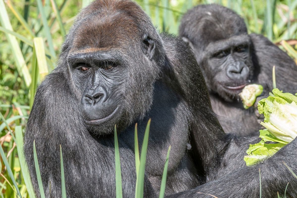 A pair of gorillas easting cauliflower