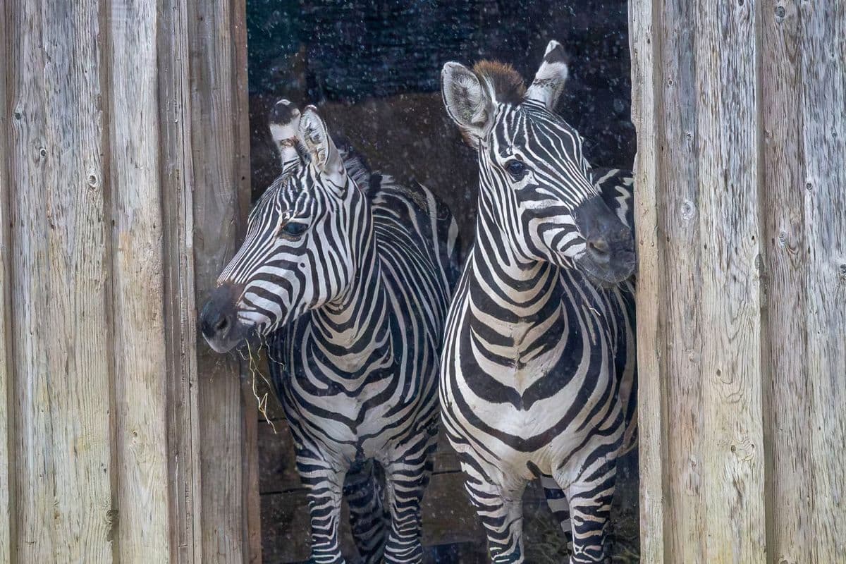 Two zebras stand closely together, peering out from a wooden enclosure, with their black and white stripes prominently visible.