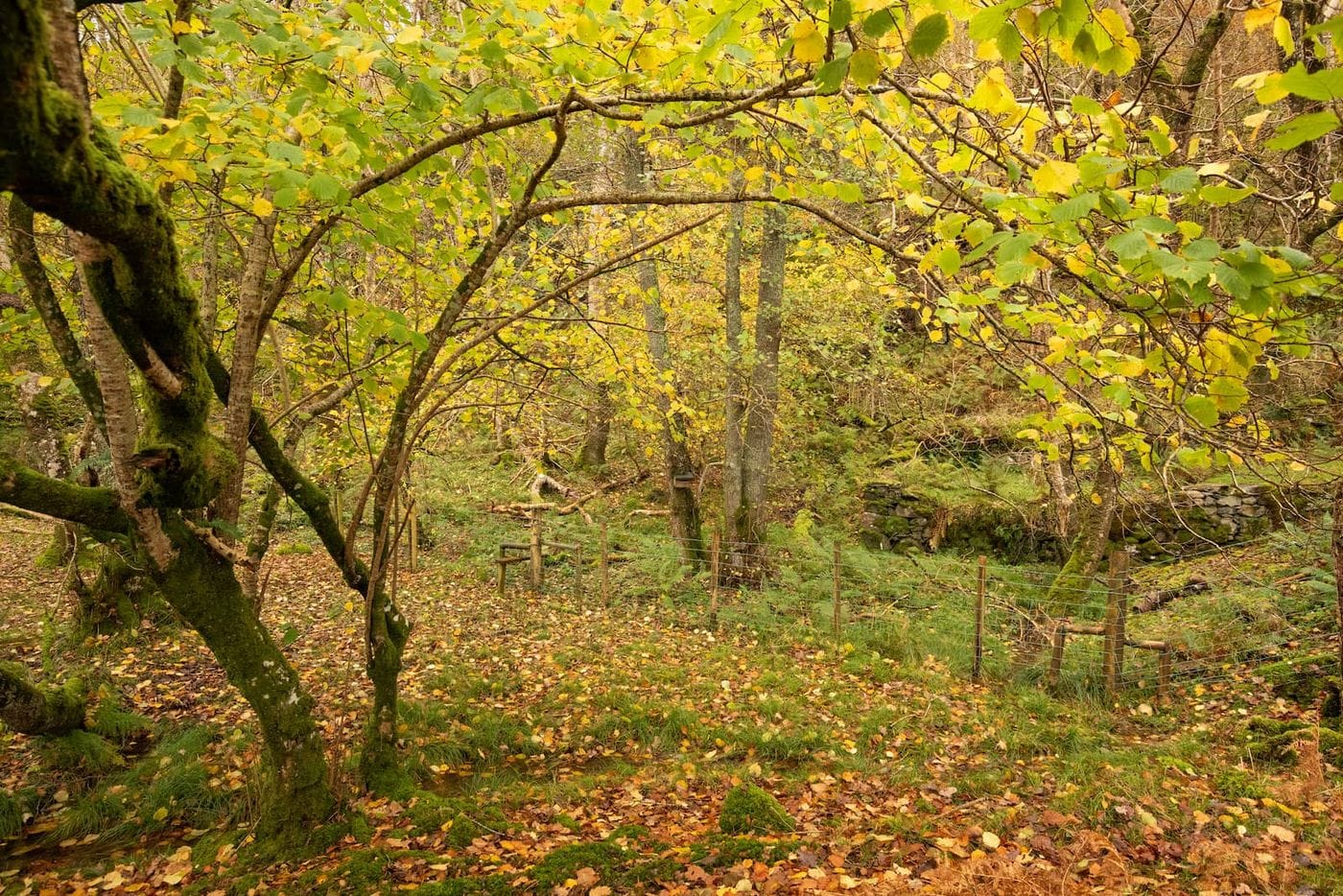 A woodland filled with hazel trees