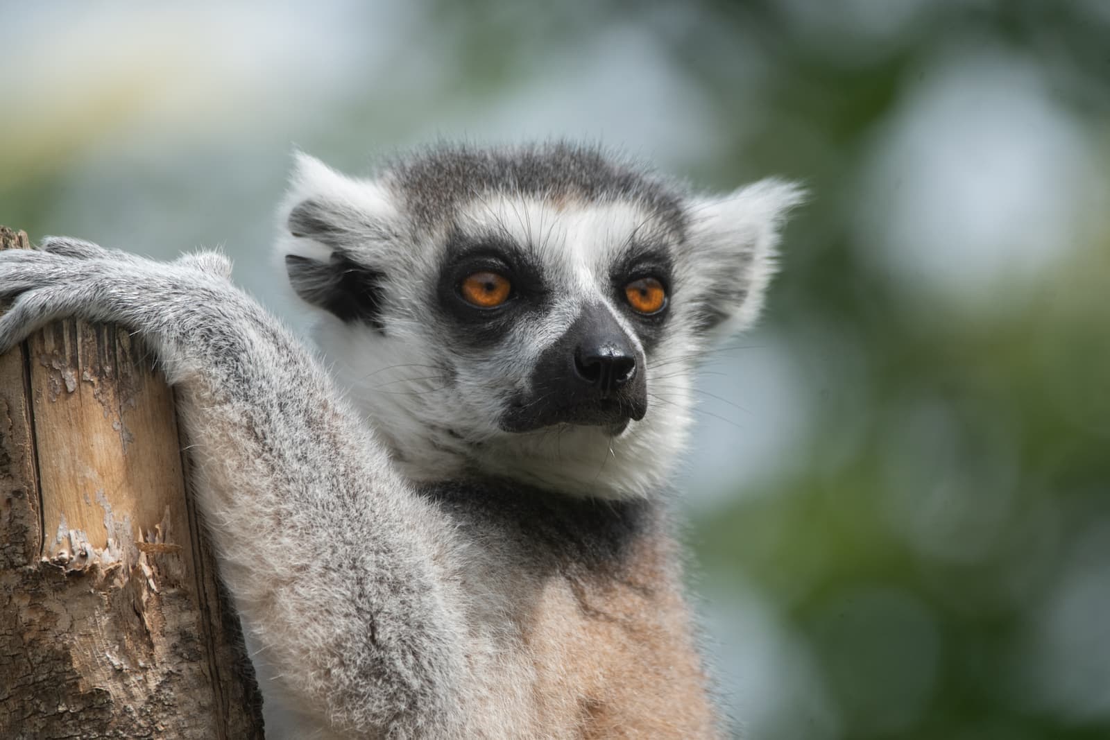A ring-tailed lemur with bright orange eyes clings to a tree trunk, set against a blurred green background.