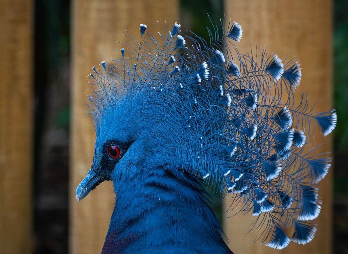 A close-up of the head of a vivid blue bird with a head crest