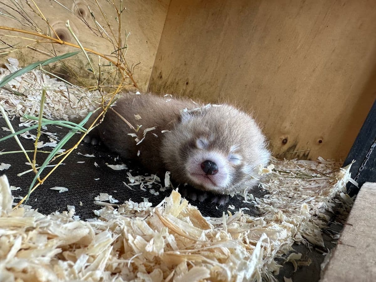 A sleeping red panda cub nestled in wood shavings, surrounded by straw in a wooden enclosure.
