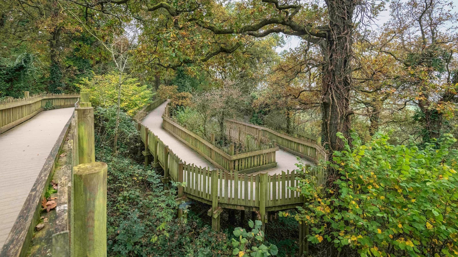 Elevated wooden walkway in a forest