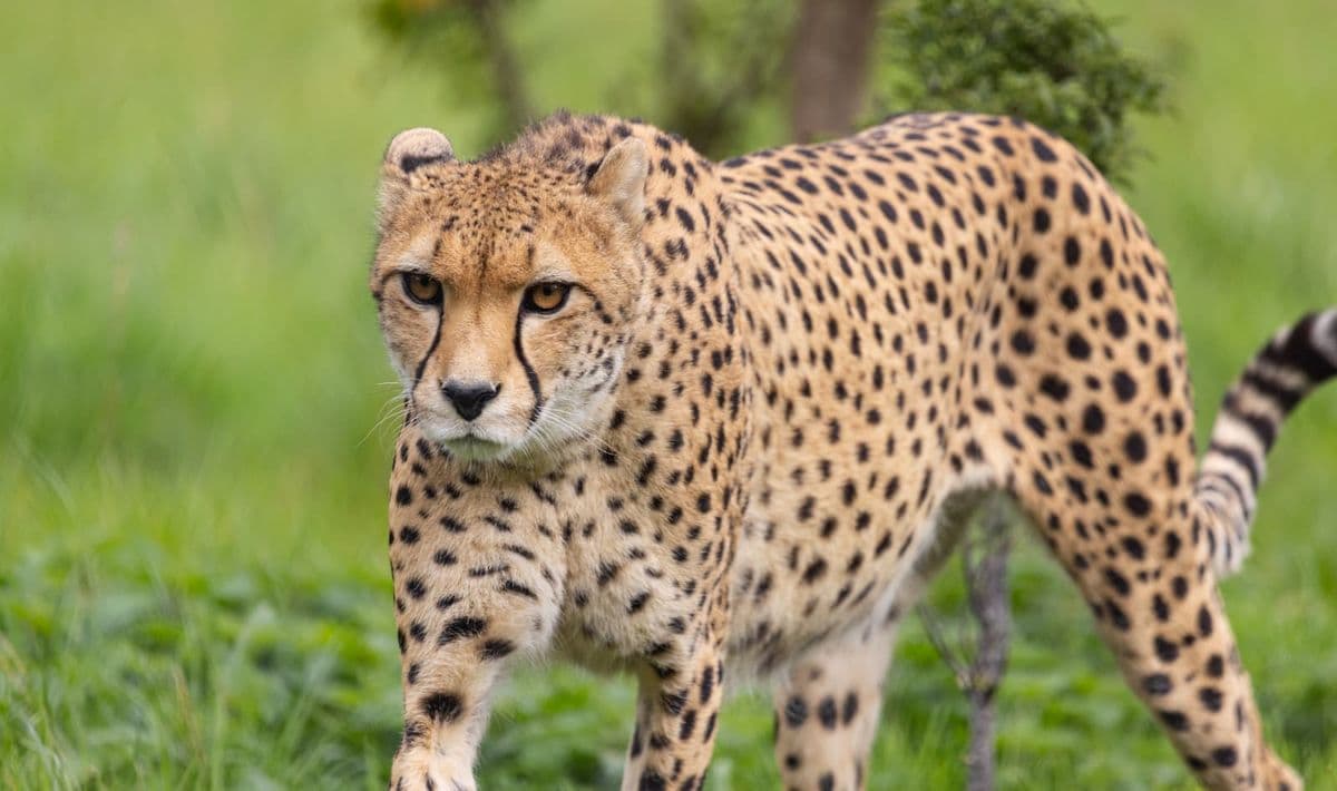A cheetah walking towards camera with grasslands in the background.