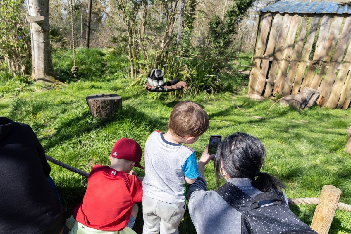 A family look at a lemur together