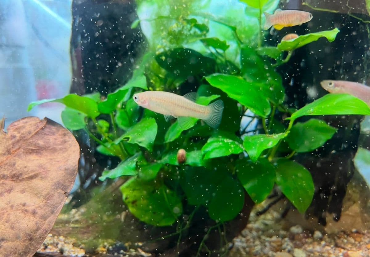 Corfu toothcarp female eating artemia - a number of fish swimming in a tank with foliage
