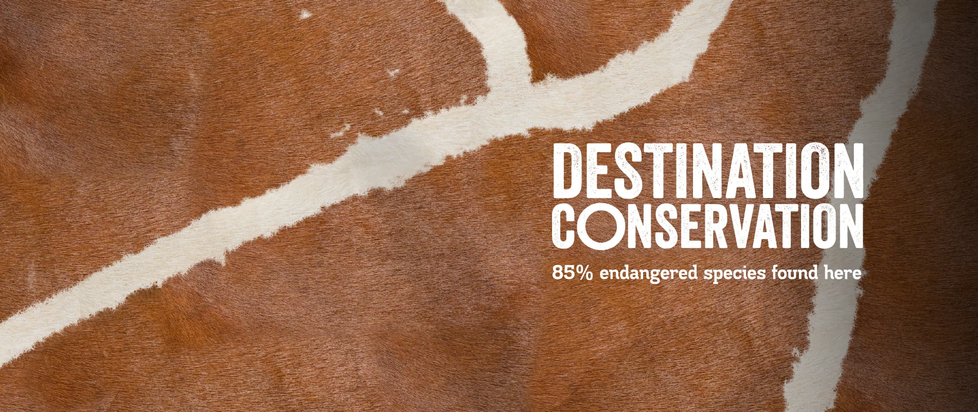 A close up of a giraffe's patterned fur with the words 'Destination Conservation'