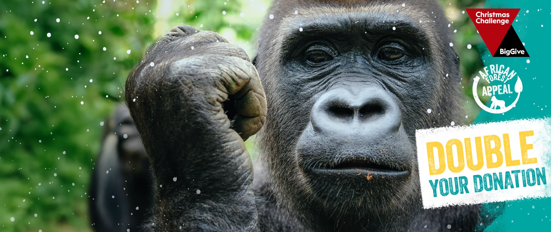 A promotional image for the African Forest Appeal Big Give Christmas Challenge, with an image of a gorilla next to the words "Doubly your donation"