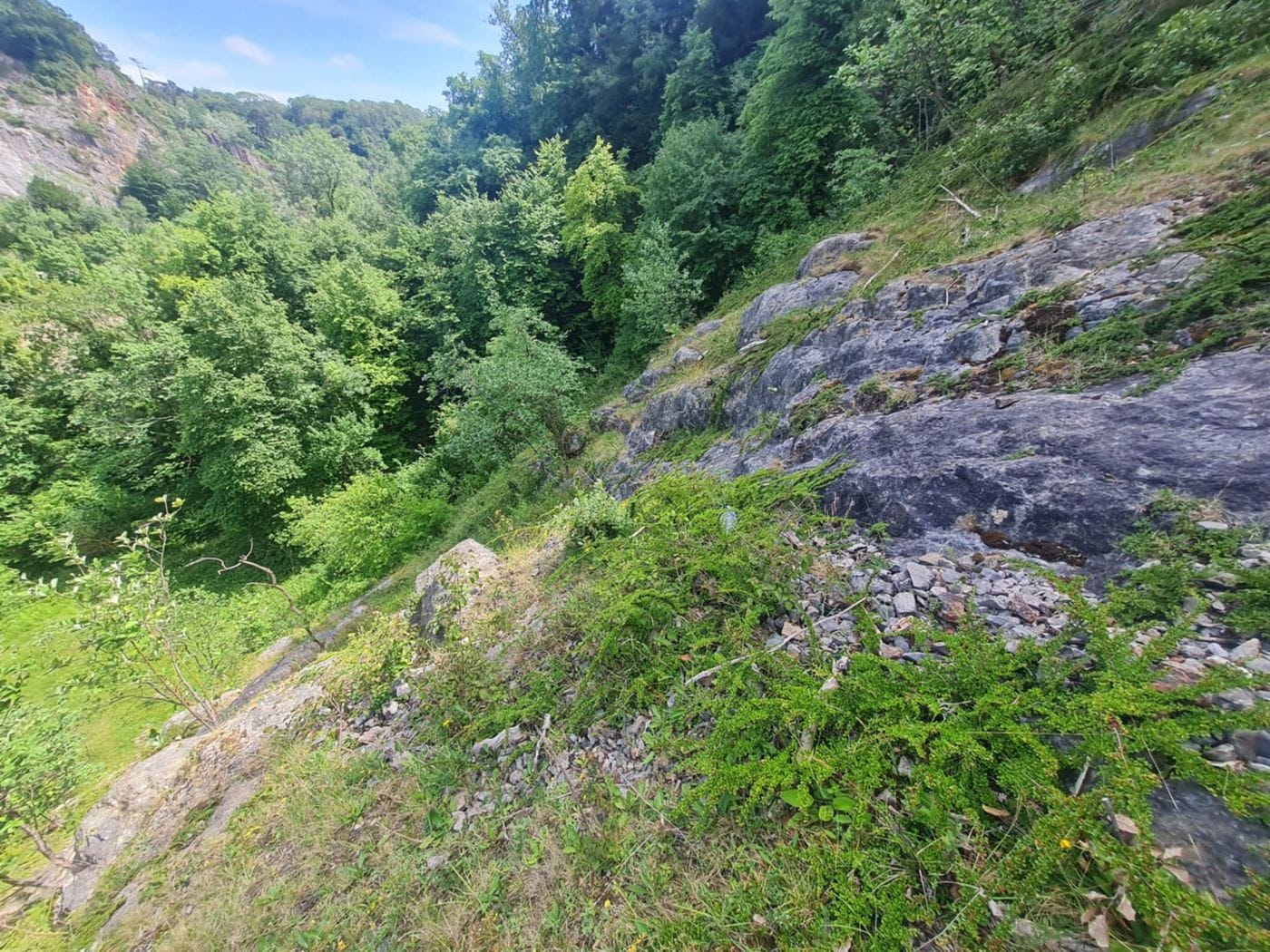 Steep rocky hillside with low shrubs and scattered stones descending into a dense green forest under a blue sky.