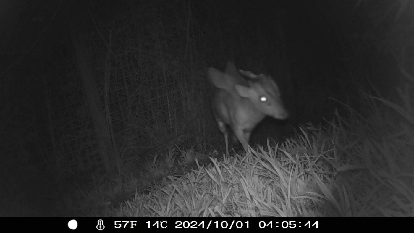 A black and white camera trap image of a mysterious winged and horned creature